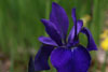 iris sibirica Caesars Brother and primula - 2